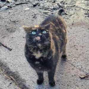 Fifinka