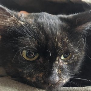 Kazi